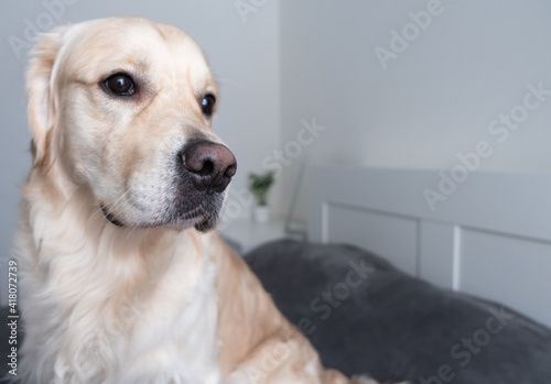 Fototapeta Naklejka Na Ścianę i Meble -  A cheerful dog lies on a bed with a gray blanket. Happy golden retriever in the bedroom. The concept of animals in the house.