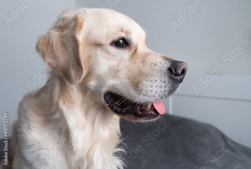 A cheerful dog lies on a bed with a gray blanket. Happy golden retriever in the bedroom. The concept of animals in the house.