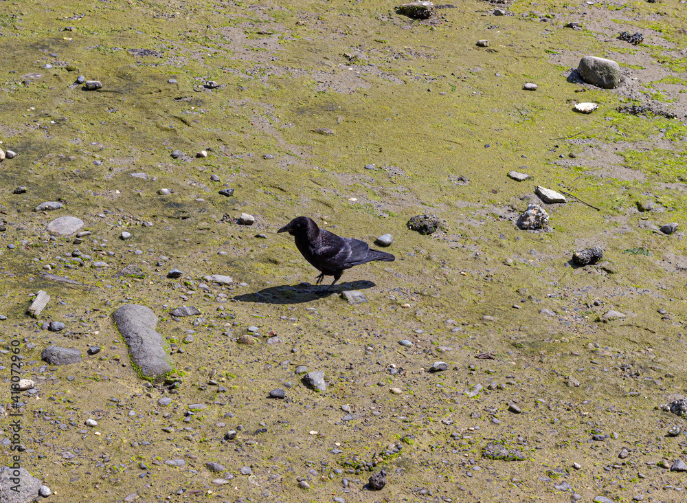 Fototapeta premium Selective focus shot of a raven