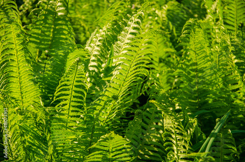 Green fern leaves close up natural background