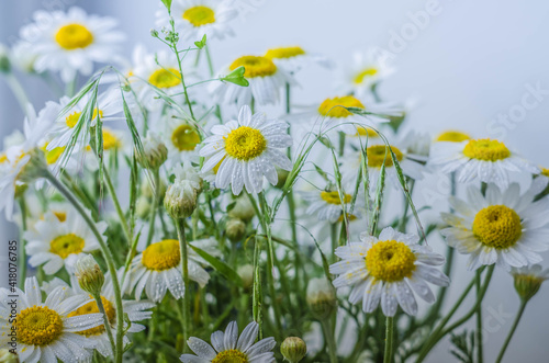 chamomile on a white background