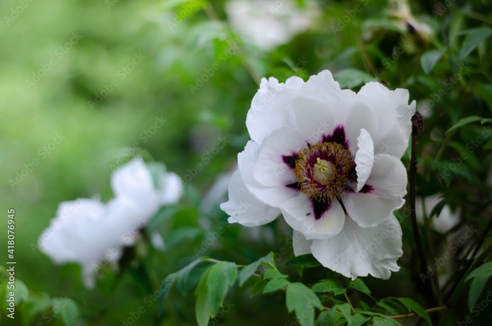 Obraz premium white flower peony