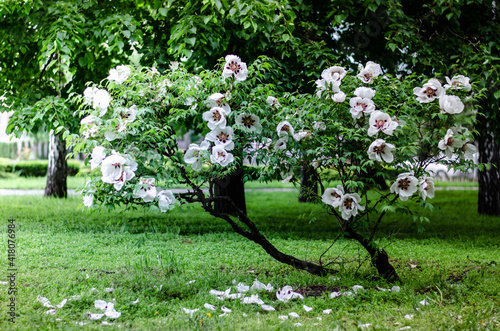 blooming  tree peony in spring