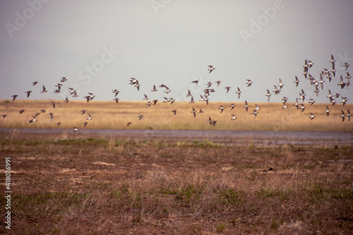 Bird migration or seasonal movement in Kazakh steppe.
