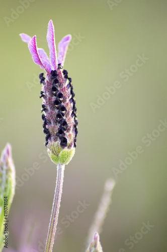 lavanda salvaje