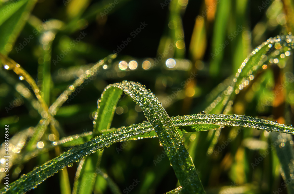SEASONS - Autumn meadow in morning dew drops SEASONS - Autumn meadow in morning dew drops