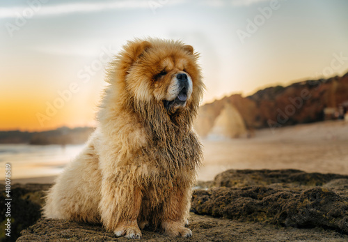 Chow chow dog portrait at sunset in the beach
