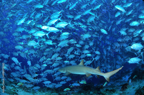 sipadanのギンガメアジの群とサメ。shark。 © Makoto
