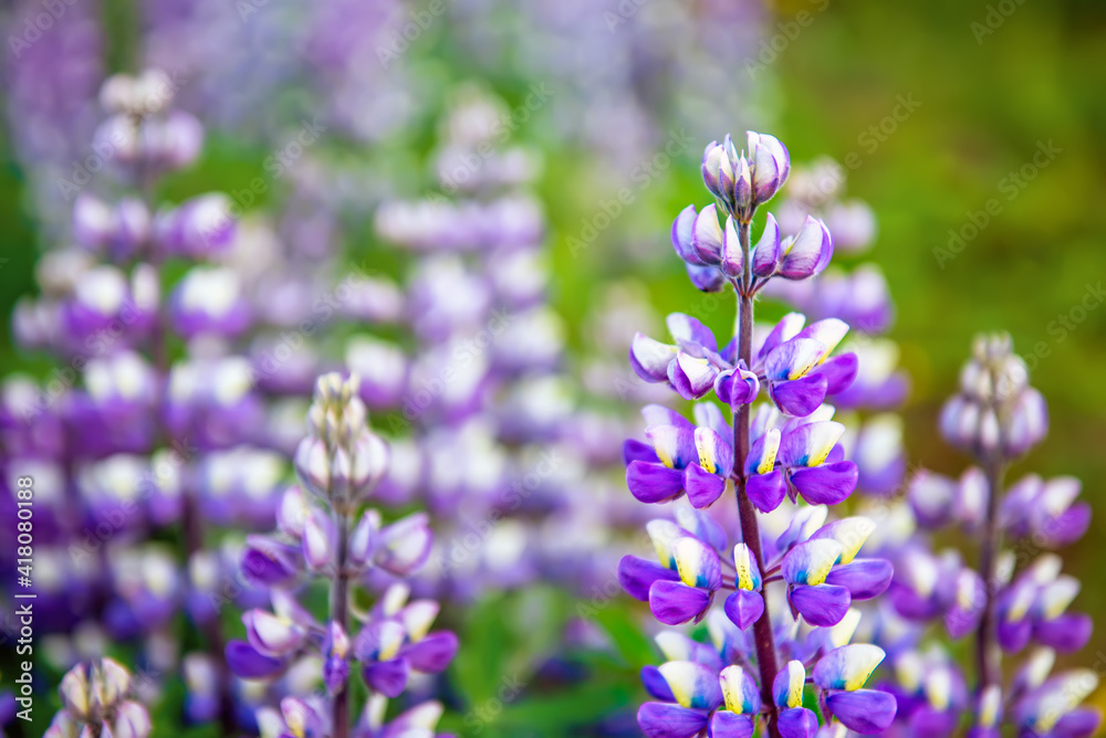 Lupine flowers in Iceland Lupine flowers in Iceland