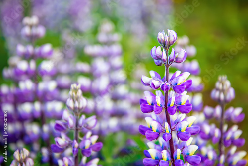 Lupine flowers in Iceland