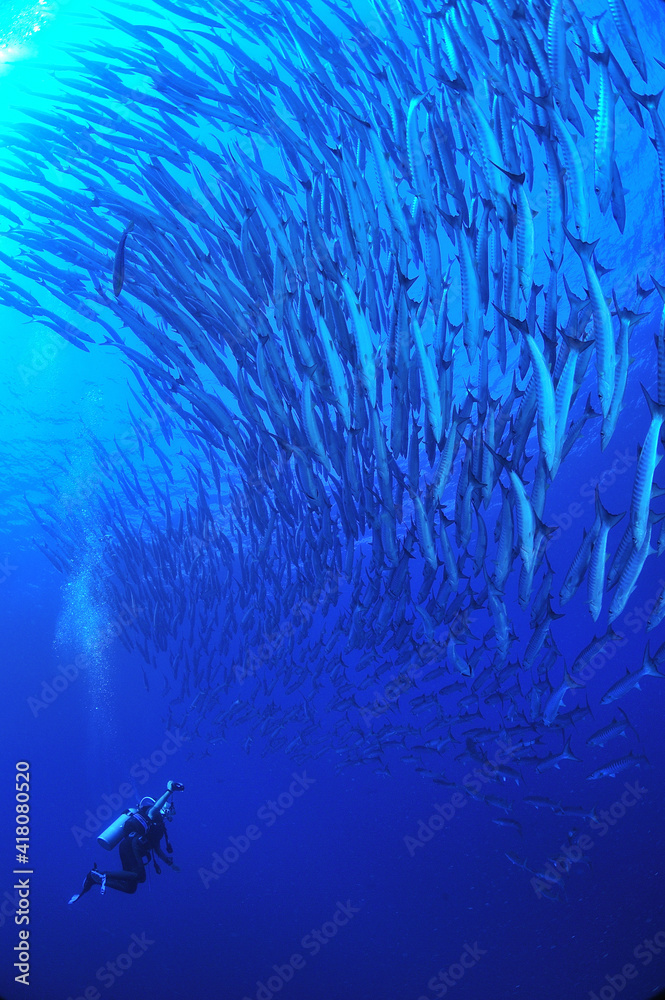 Naklejka premium バラクーダの群とダイバー