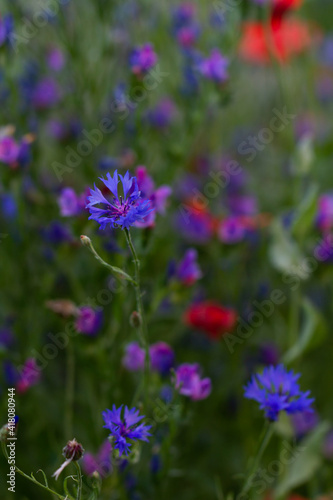 Beautiful garden flowers. Colorful meadow