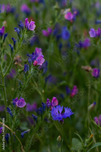 Beautiful garden flowers. Colorful meadow