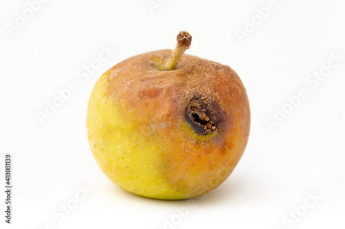 Rotten spoiled apple on a white background. A worm is crawling over the apple.