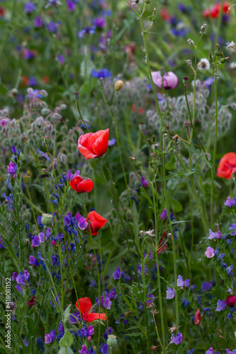 Colorful meadow. Red poppy flowers