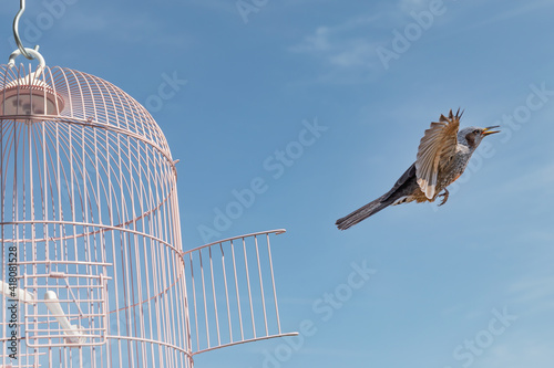 鳥かごから大空へ飛び出す小鳥　自由イメージ © imacoconut