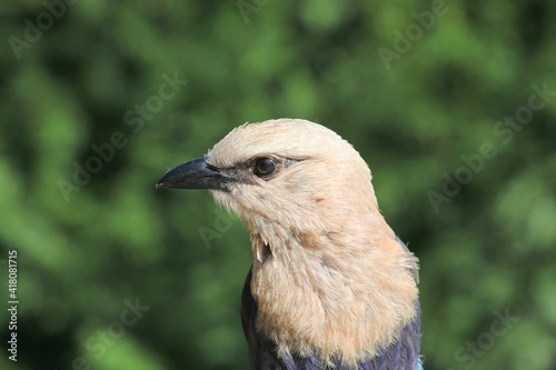 Portrait of a blue-bellied roller  photo