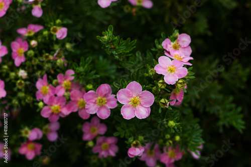 Nature flower background. Shrubby cinquefoil pink flowers. The wild rose Bush. Close up.