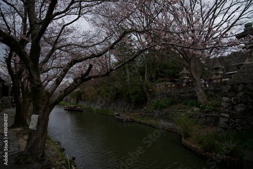 八幡堀と桜