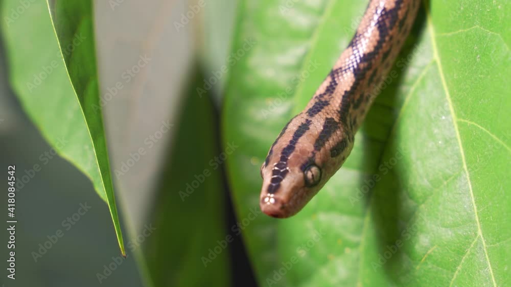 The Python quickly crawls along the branches of trees in search of prey. The Python quickly crawls along the branches of trees in search of prey.