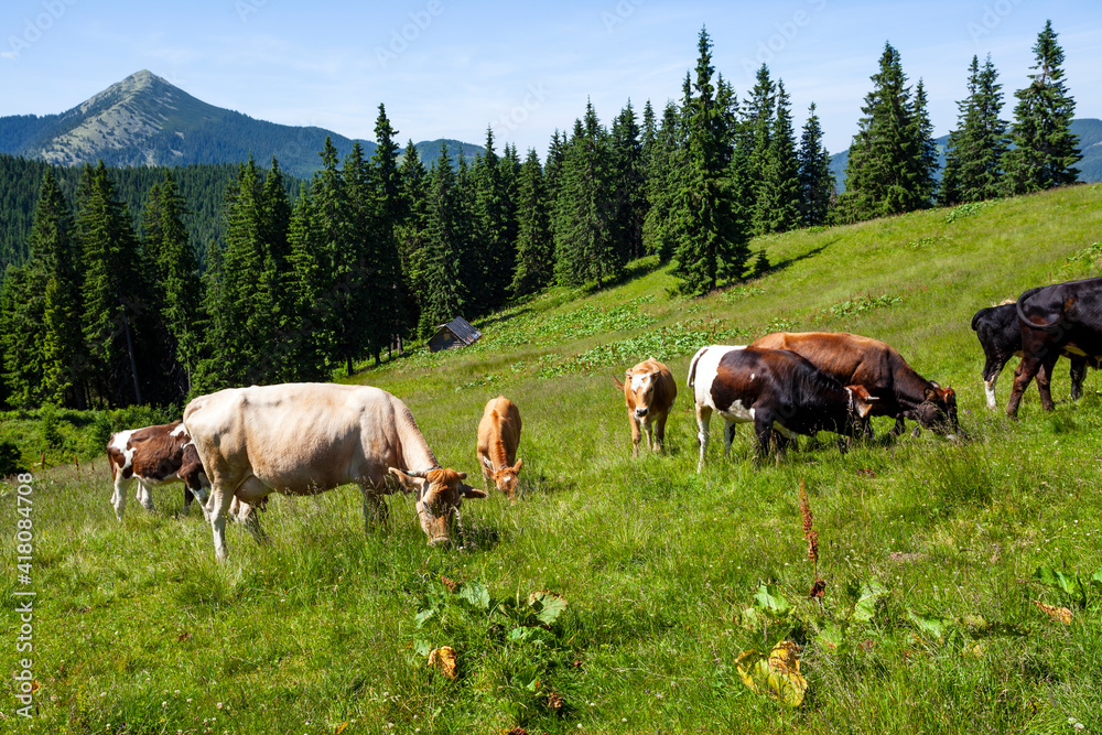 Cows in a green field