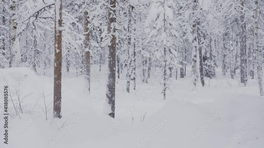 Snow falling in a Finnish forest. Snow falling in a Finnish forest.