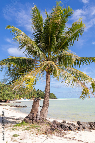 Fototapeta Naklejka Na Ścianę i Meble -  Palmier sur une plage à Maupiti, Polynésie française