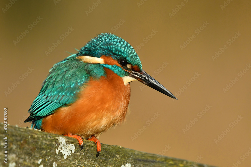 Fototapeta premium Kingfisher bird perched on the branch.