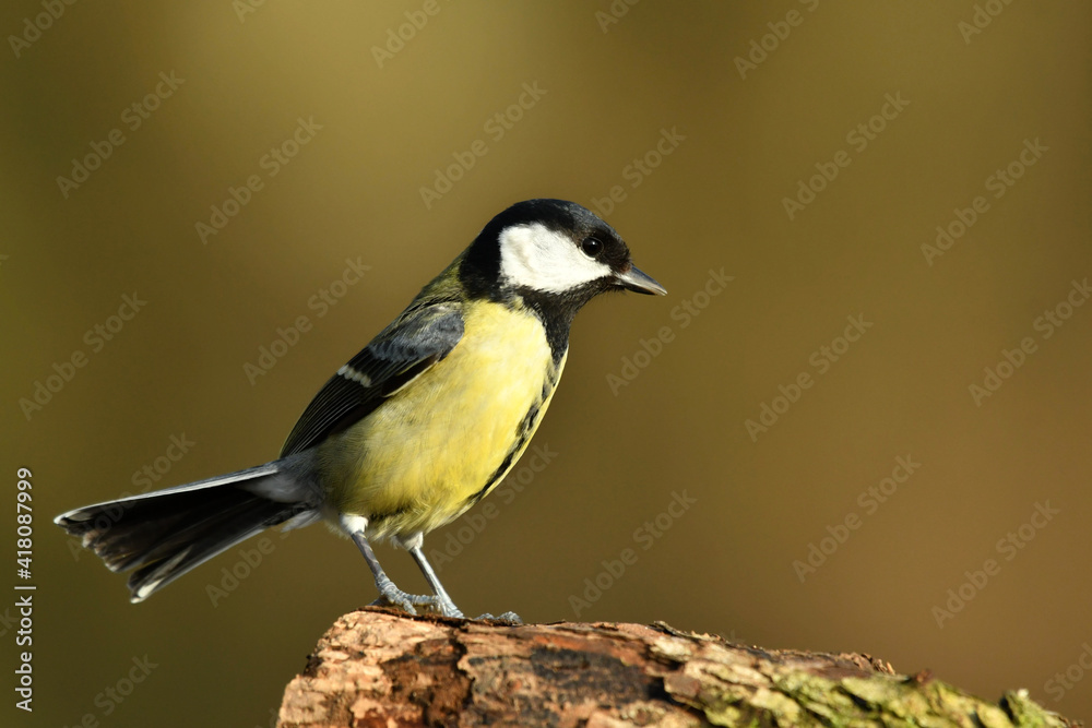 Fototapeta premium Great tit perched on the wood.