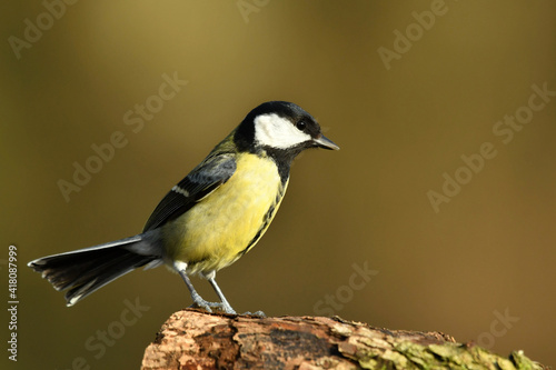 Great tit perched on the wood.