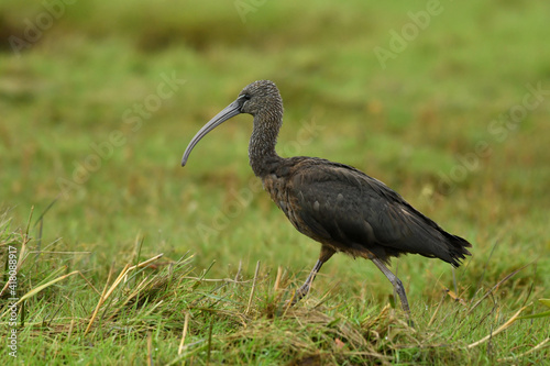Glossy ibis adult bird breeding on the grass.