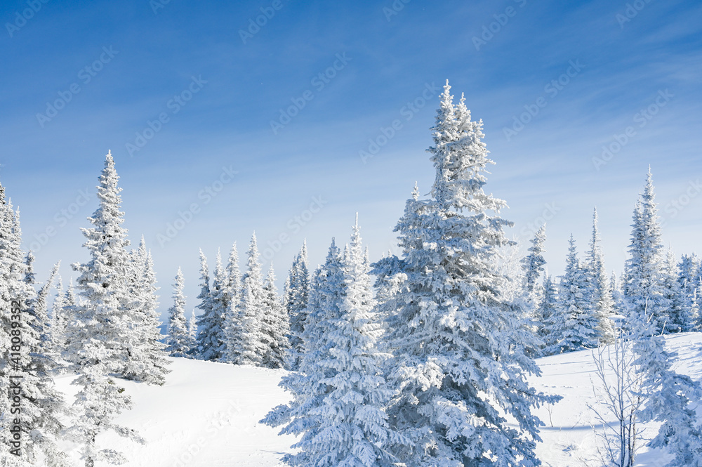 snow-covered trees in winter landscape snow-covered trees in winter landscape