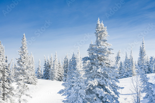 snow-covered trees in winter landscape © dbrus