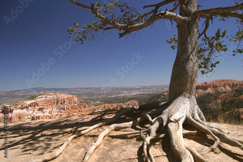 Old tree above Bryce Canyon