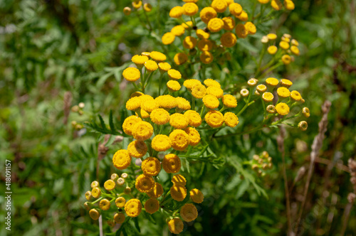 Yellow wild tansy flower blooming, plant medicinal herb field. Closeup.