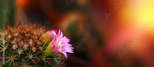 Mamillaria flowering spiky cactus with pink flower horizontal wide banner blurred background dark image free space to text gardening spring