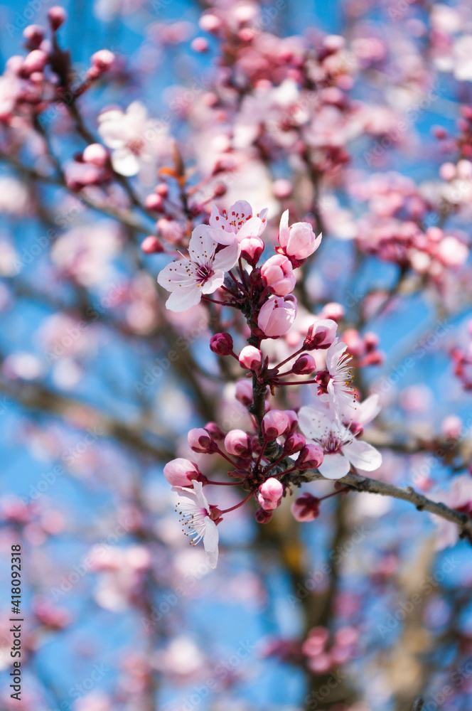 Start of blooming sakura flowers. Spring time in Slovenia. Cherry tree. Start of blooming sakura flowers. Spring time in Slovenia. Cherry tree.