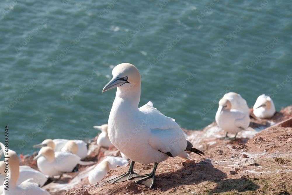 Basstölpel Helgoland Basstölpel Helgoland