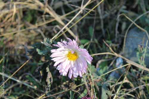 December flowers of Adler.