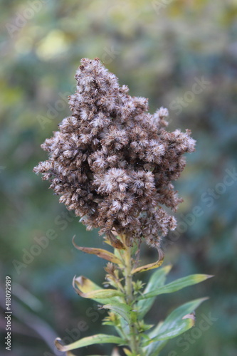 December flowers of Adler.
