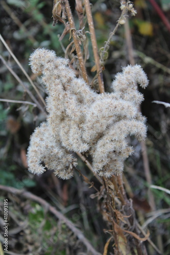 December flowers of Adler.