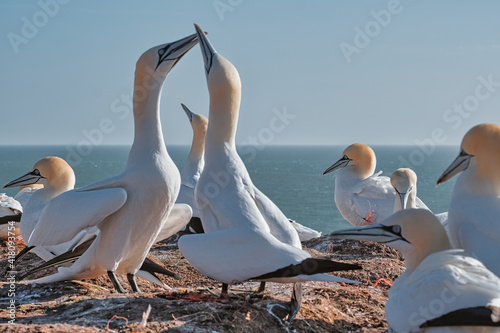 Basstölpel Helgoland