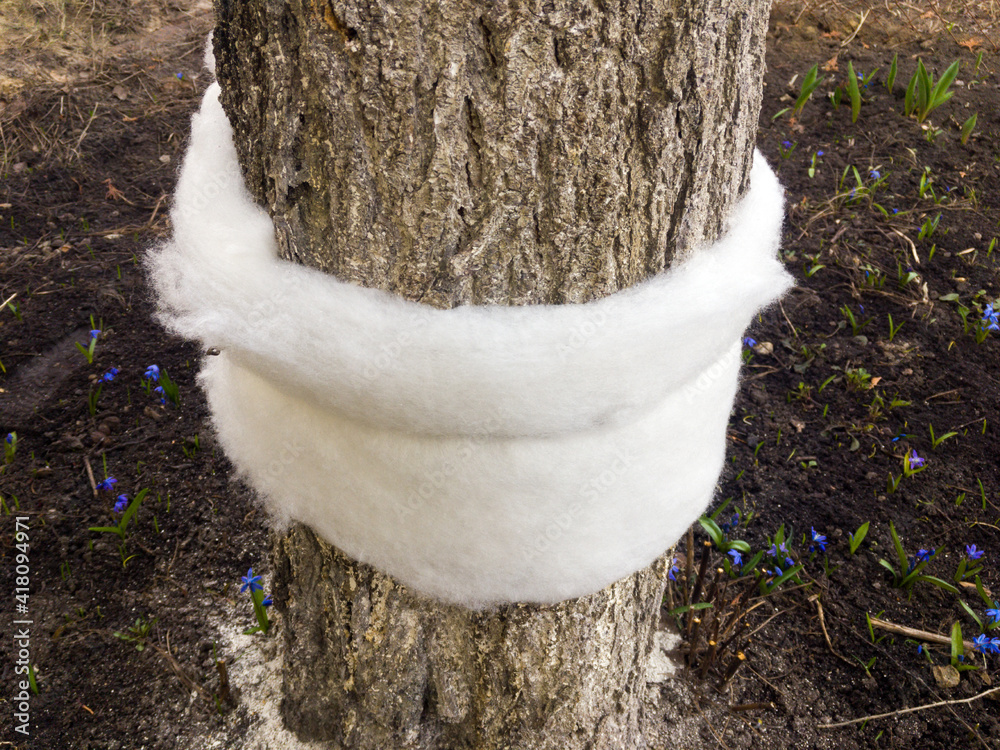 Obraz premium Insect hunting belt made of synthetic winterizer