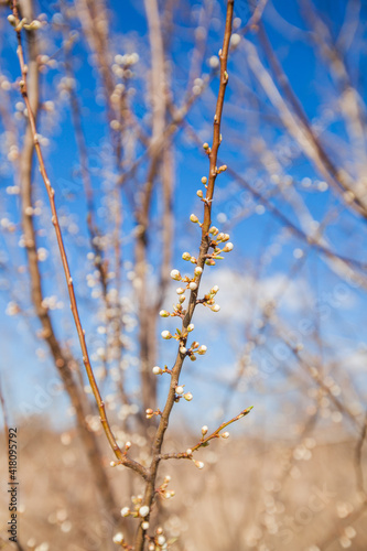 Beautiful spring tree blossom flowers First days of early springtime © mitarart