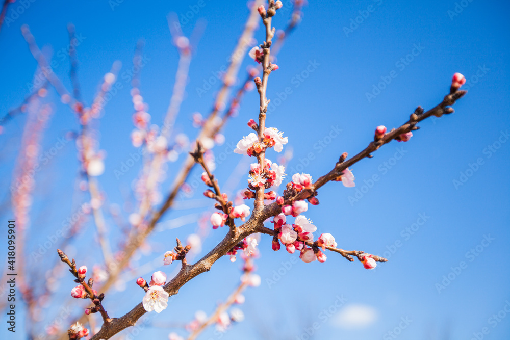 Beautiful spring tree blossom flowers First days of early springtime Beautiful spring tree blossom flowers First days of early springtime