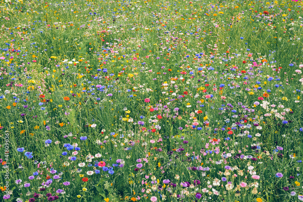 Natural flower meadow, colorful unfolded flowers.