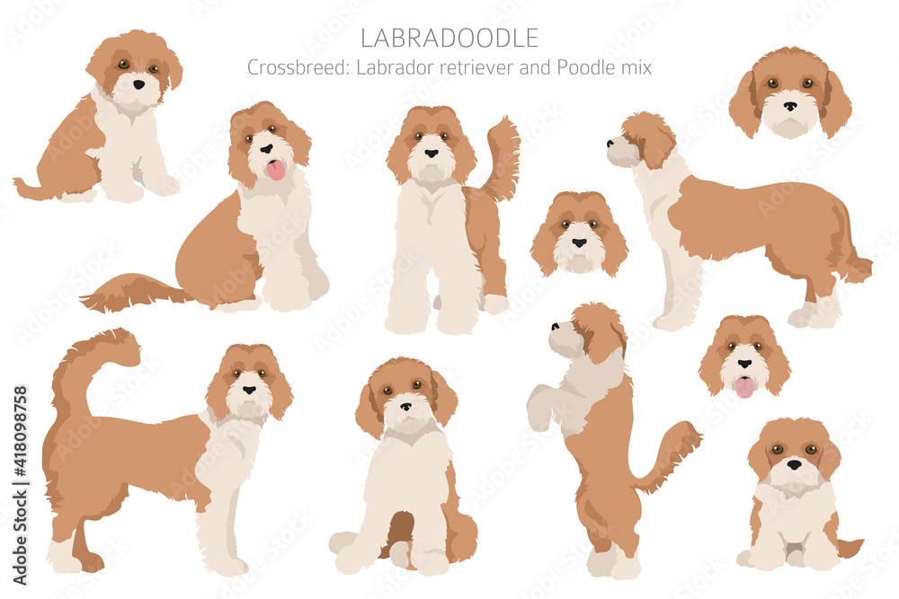Obraz premium Labradoodle clipart. Different poses, coat colors set.