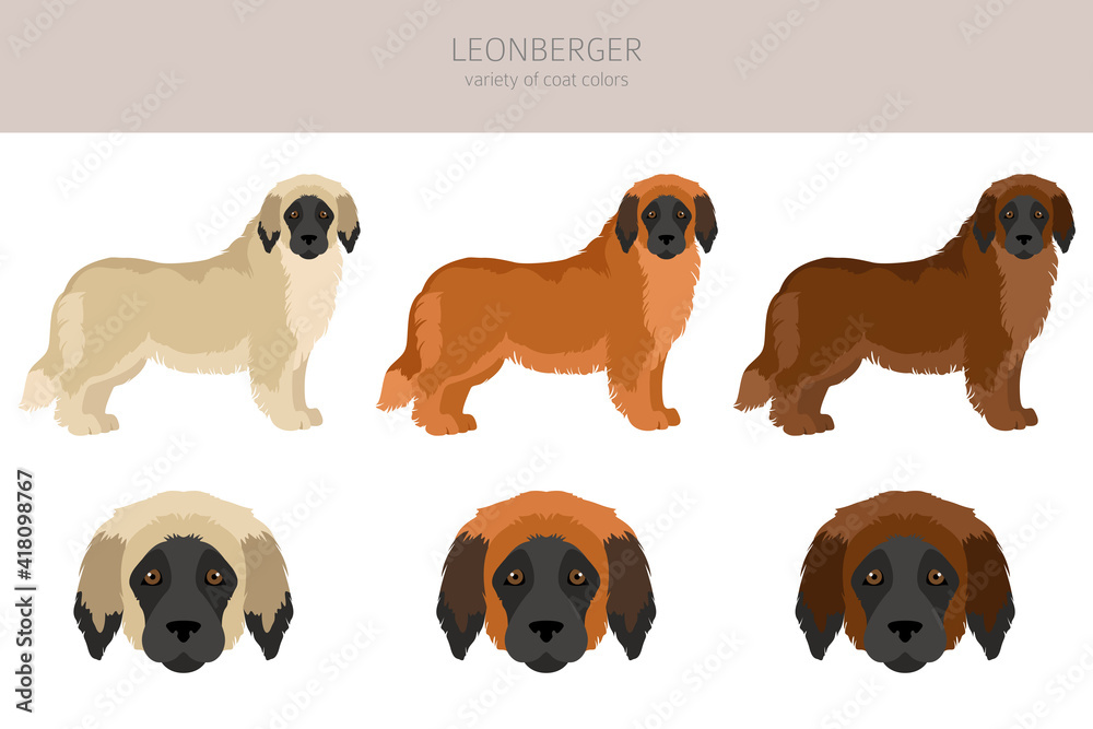 Leonberger clipart. Different poses, coat colors set Leonberger clipart. Different poses, coat colors set