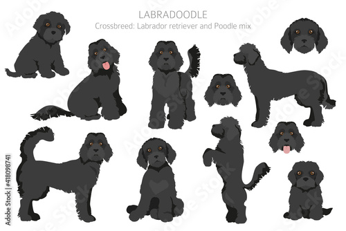 Labradoodle clipart. Different poses, coat colors set.