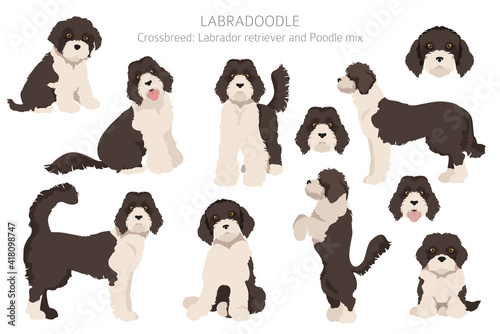 Labradoodle clipart. Different poses, coat colors set.